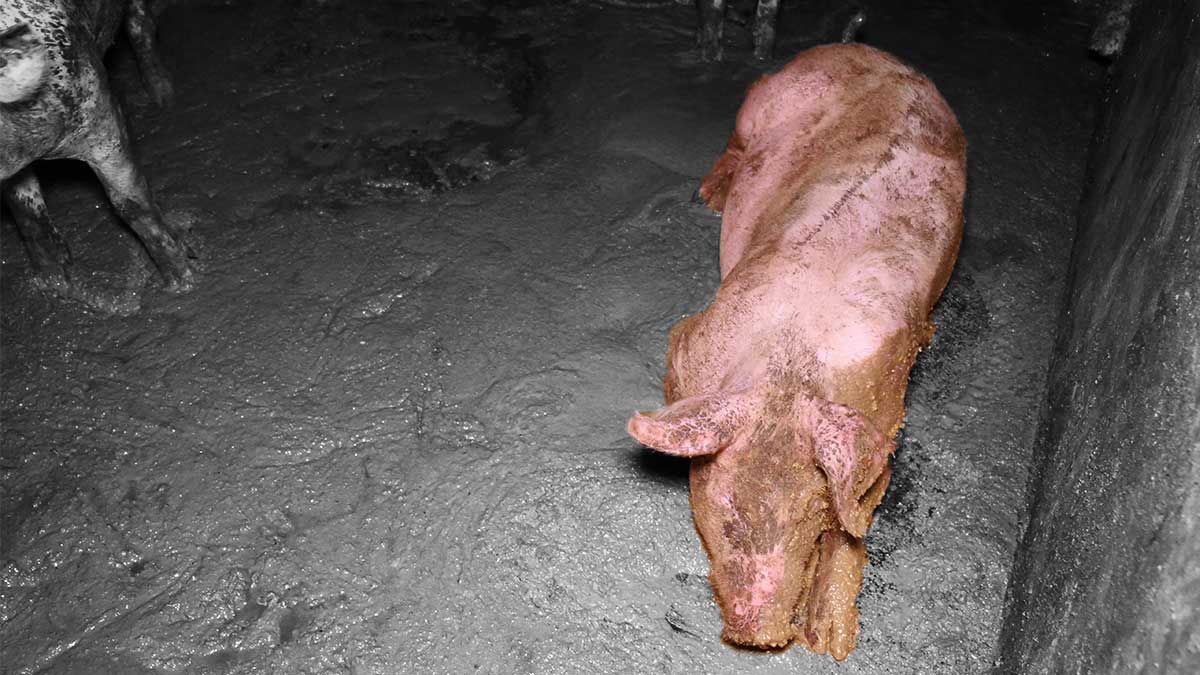 Schweinerei aufgedeckt - Foto: VGT