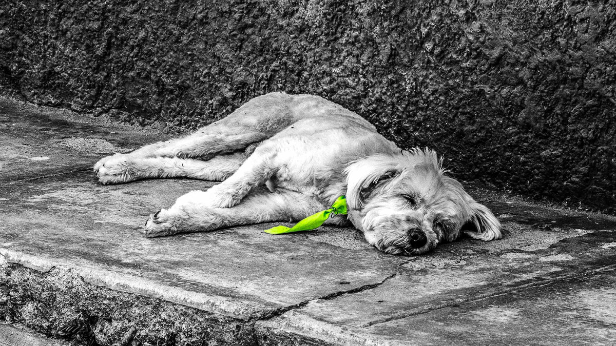 Hundekiller - fotocarton - Pixabay